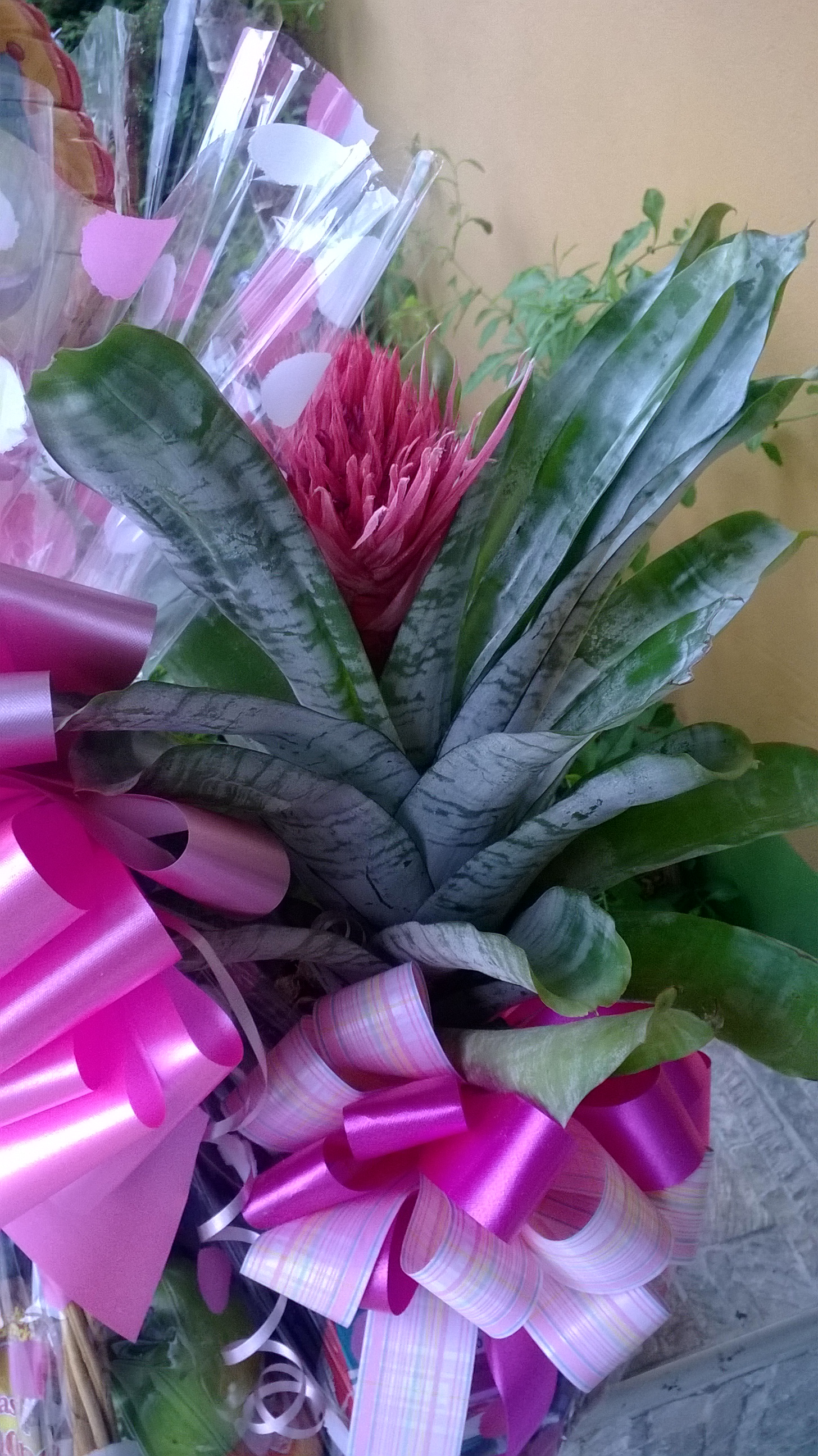 bromeliad-plant.jpg